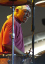 billycobham
